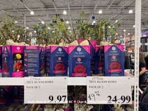 TRUE BLOOM ROSES PACK OF 2