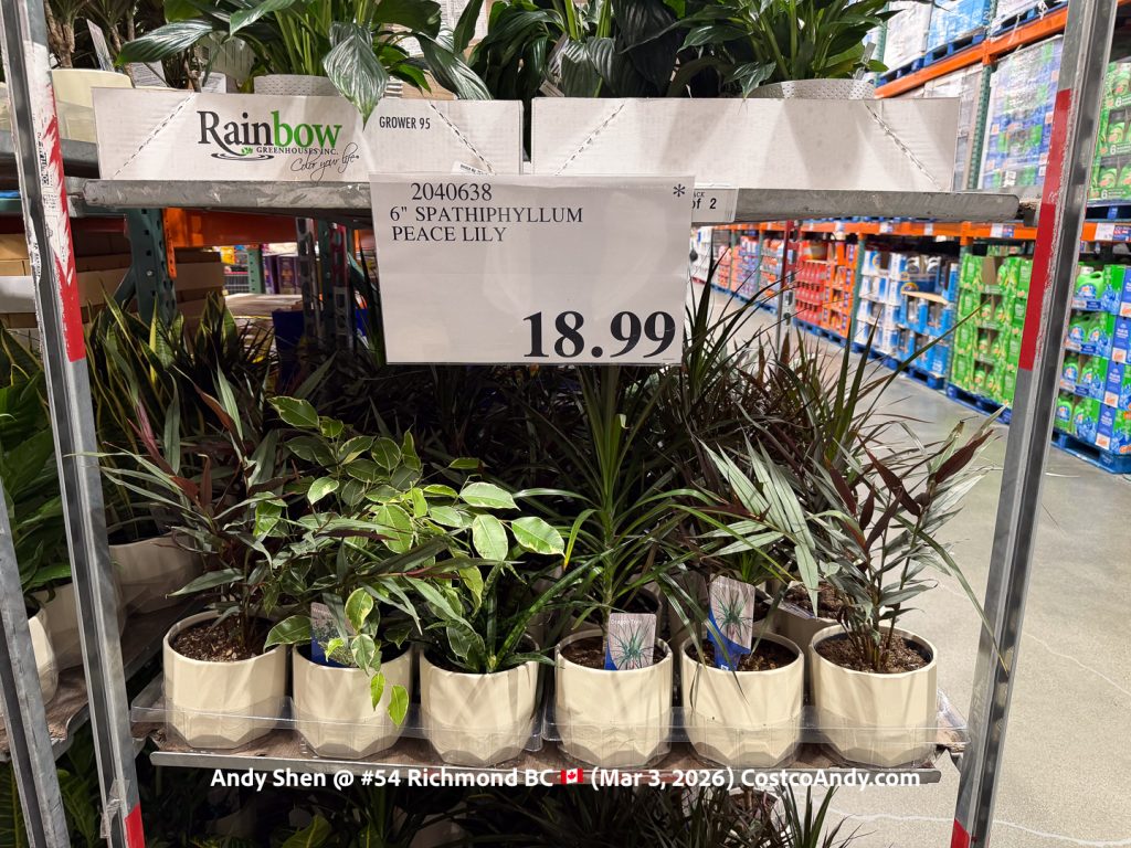 6″ SPATHIPHYLLUM PEACE LILY