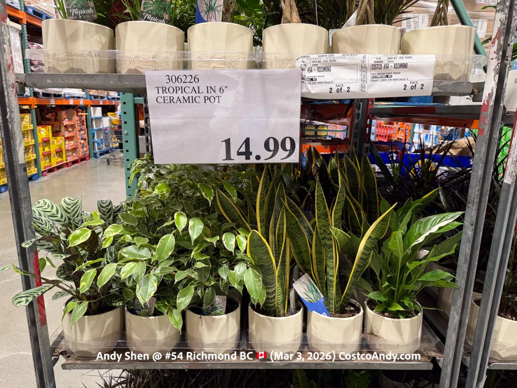 TROPICAL IN 6″ CERAMIC POT