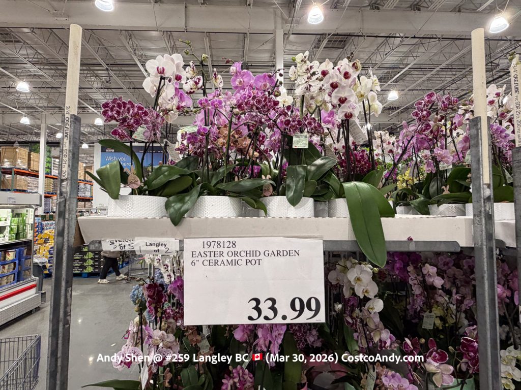 SPRING ORCHID GARDEN 6” CERAMIC POT