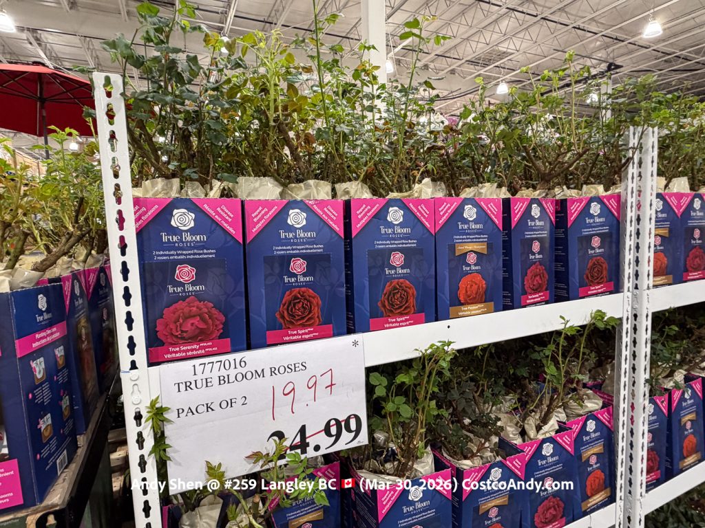 TRUE BLOOM ROSES PACK OF 2