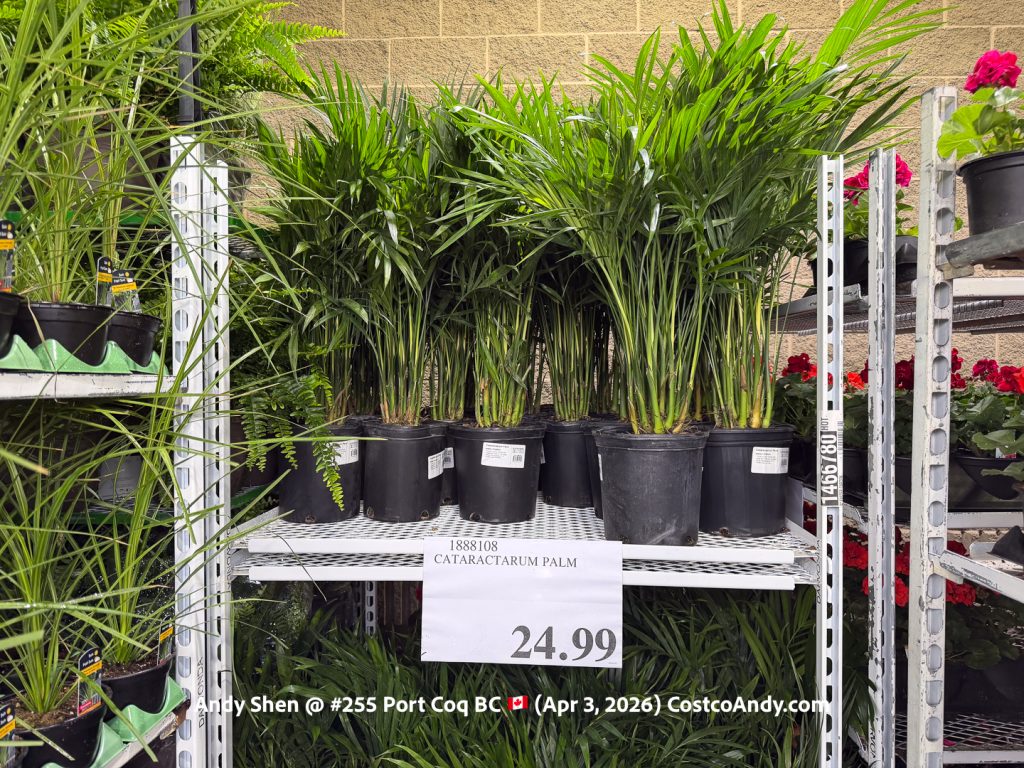 CATARACTARUM PALM
