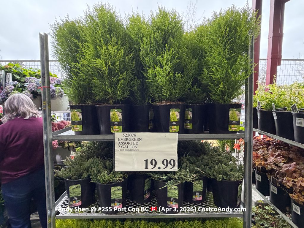 EVERGREEN ASSORTED 2 GALLON