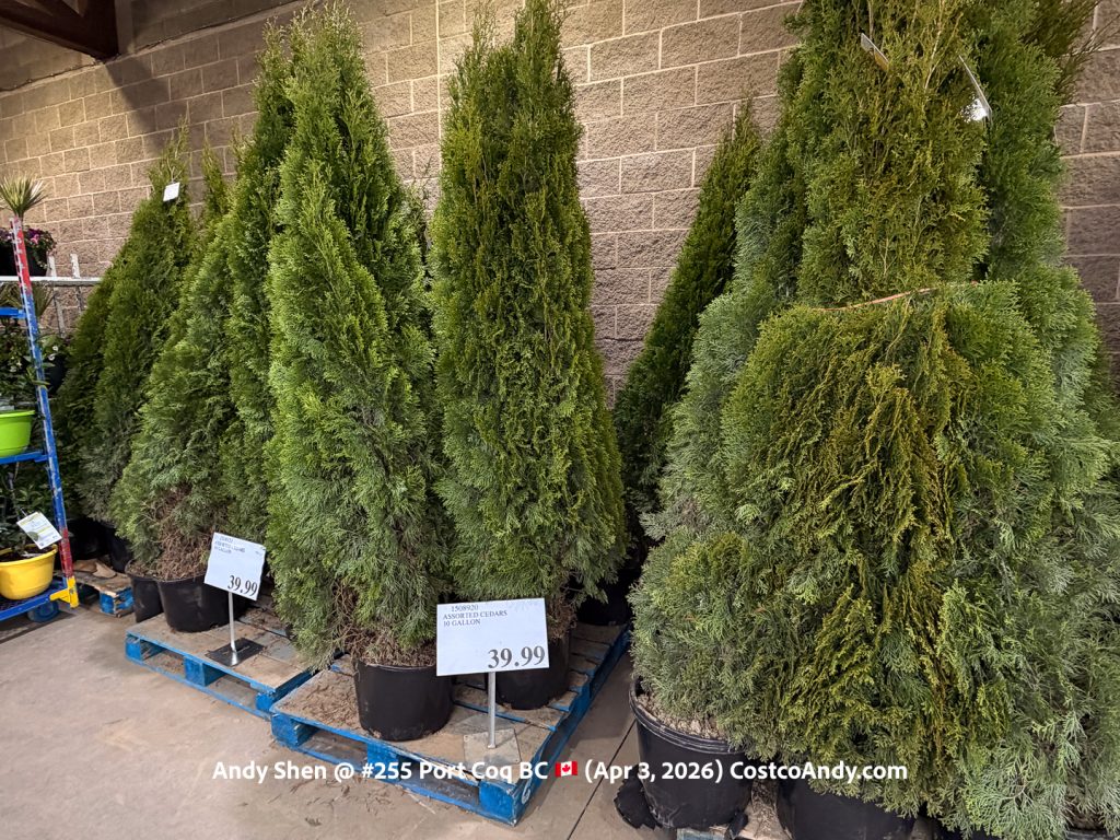 ASSORTED CEDARS 10 GALLONS