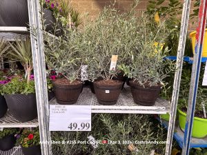 OLIVE TREE 3 GALLON